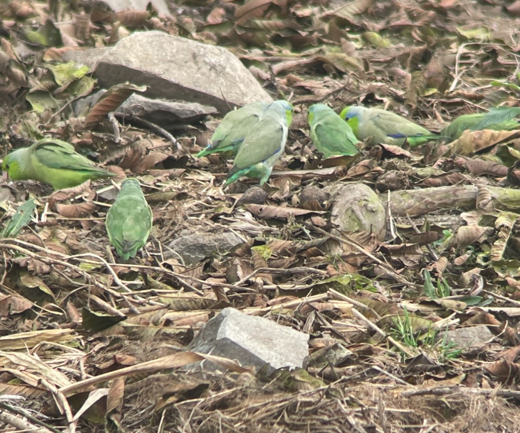 Pacific Parrotlet - Kevin Rybczynski