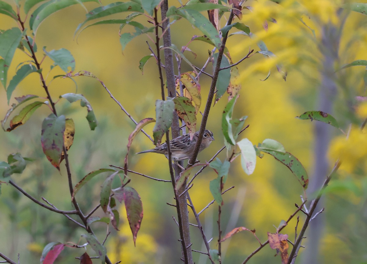 Grasshopper Sparrow - ML624138918