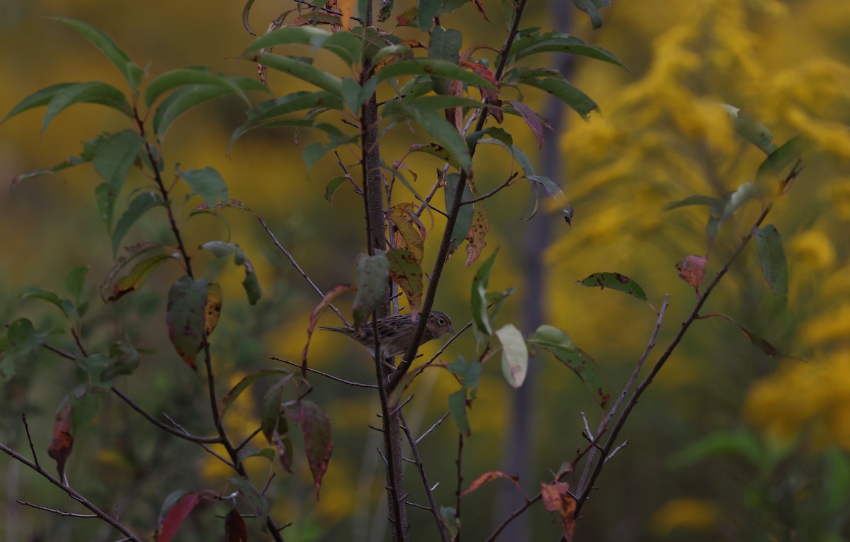 Grasshopper Sparrow - ML624138919