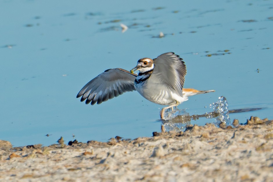 Killdeer - ML624138923