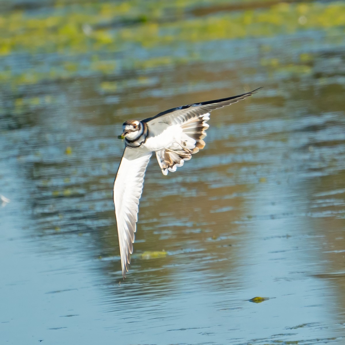 Killdeer - ML624138924