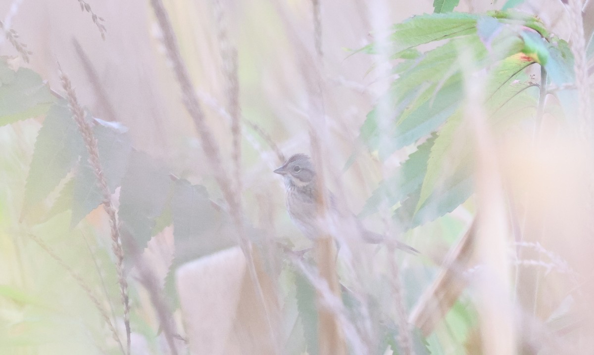 Lincoln's Sparrow - ML624138928