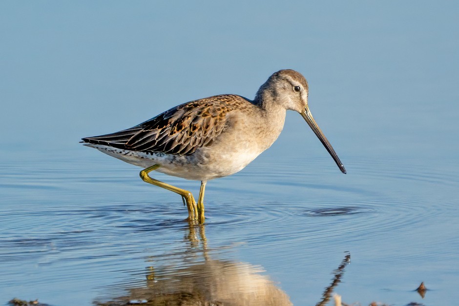 Long-billed Dowitcher - ML624138933