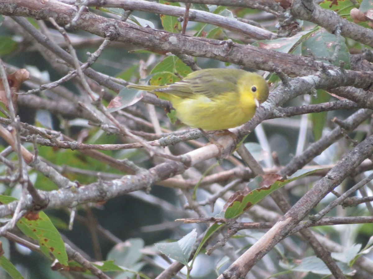 Yellow Warbler - ML624138936