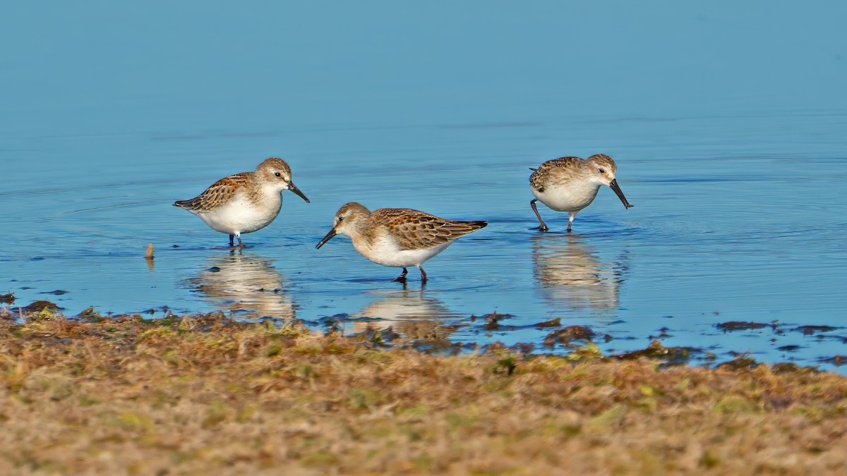 Western Sandpiper - ML624138940