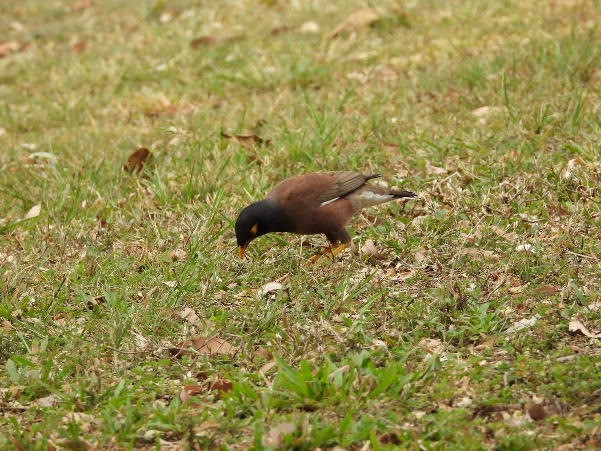 Common Myna - Monica Mesch