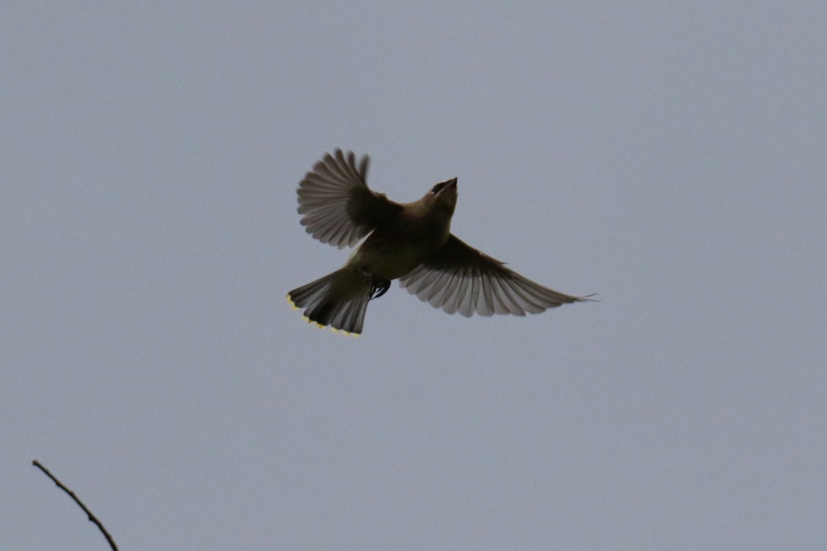 Cedar Waxwing - ML624138965