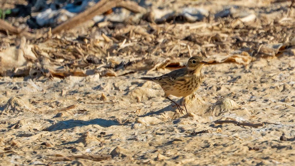 American Pipit - ML624138969