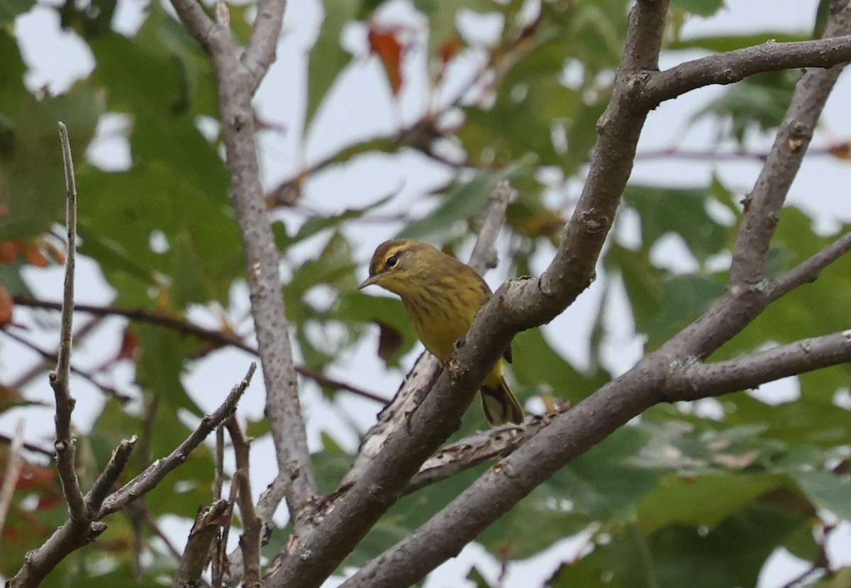 Palm Warbler (Yellow) - ML624138970