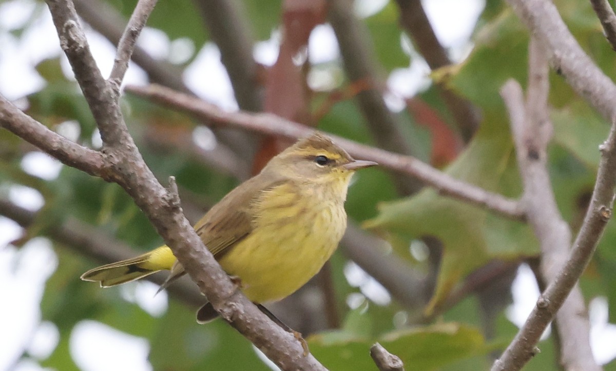 Palm Warbler (Yellow) - ML624138971