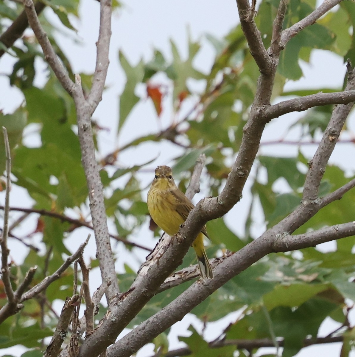 Palm Warbler (Yellow) - ML624138972