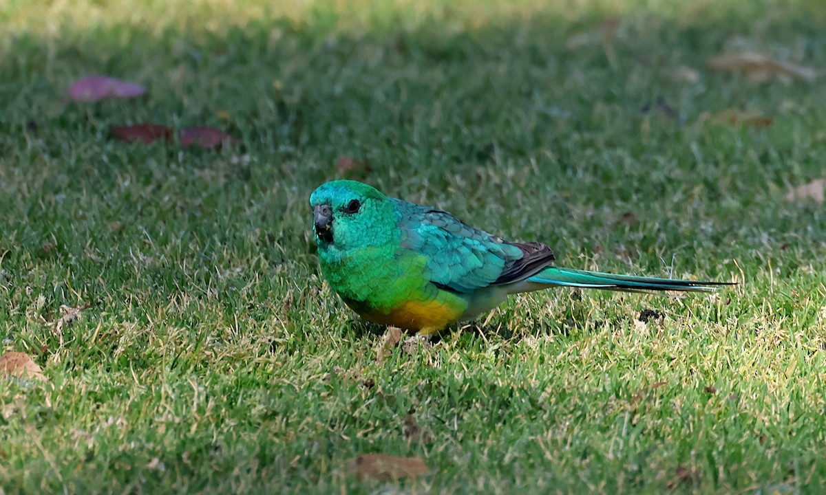 Red-rumped Parrot - ML624138975