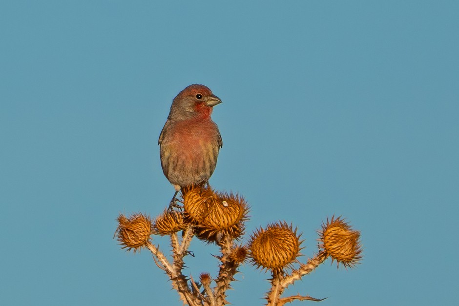 House Finch - ML624138977