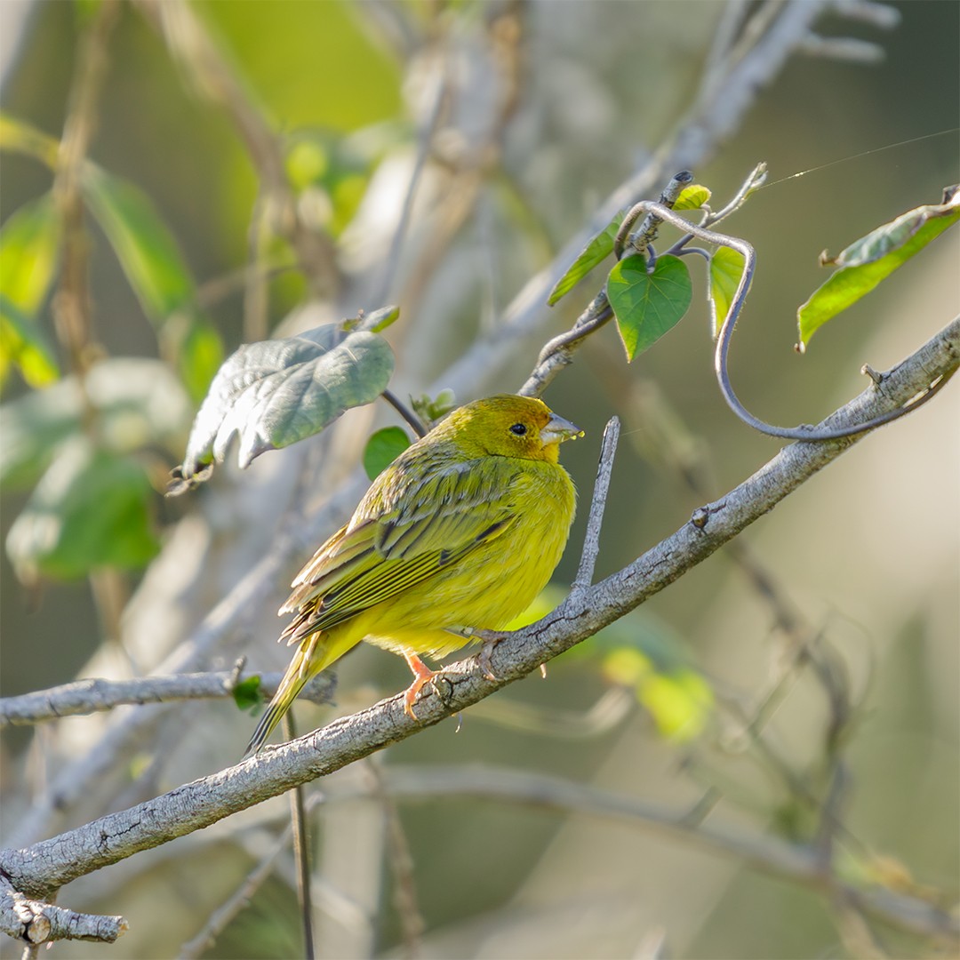 Saffron Finch - ML624138978