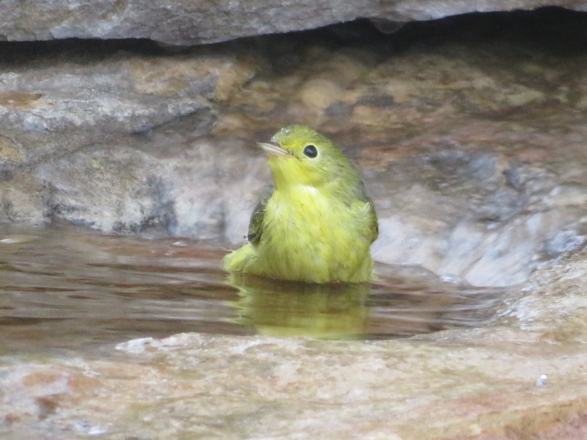 Yellow Warbler - ML624138982