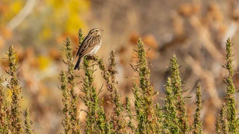 Savannah Sparrow - ML624138986