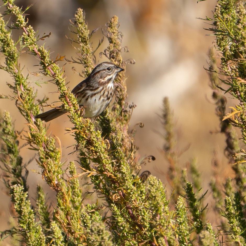 Song Sparrow - ML624138993