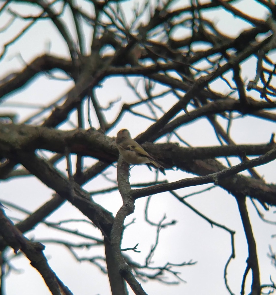 Roitelet à couronne dorée - ML624139018