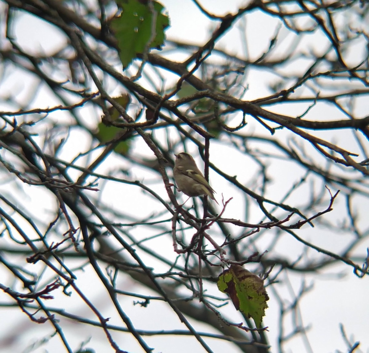 Roitelet à couronne dorée - ML624139019