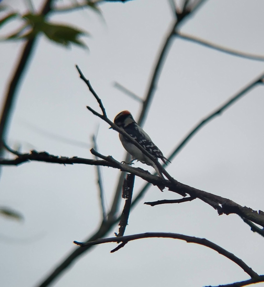 Downy Woodpecker - ML624139033