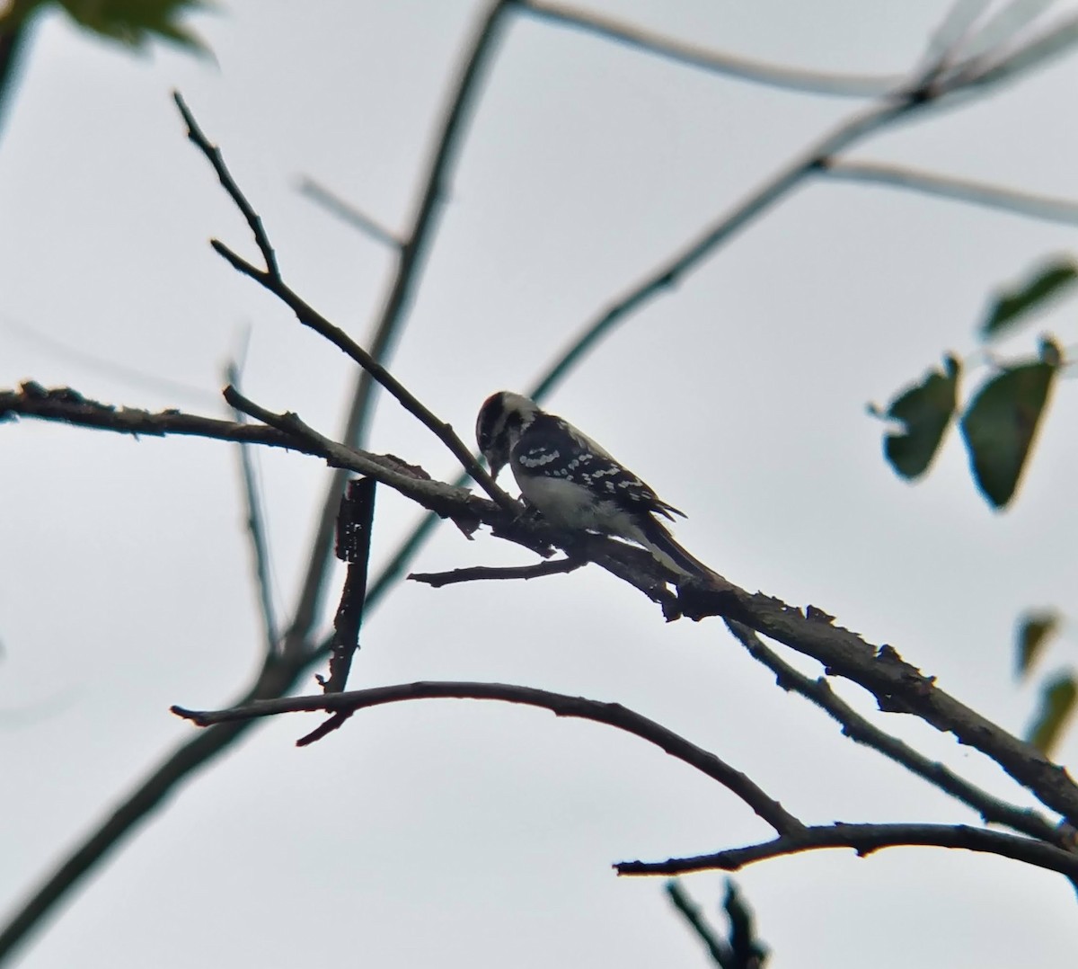 Downy Woodpecker - ML624139034