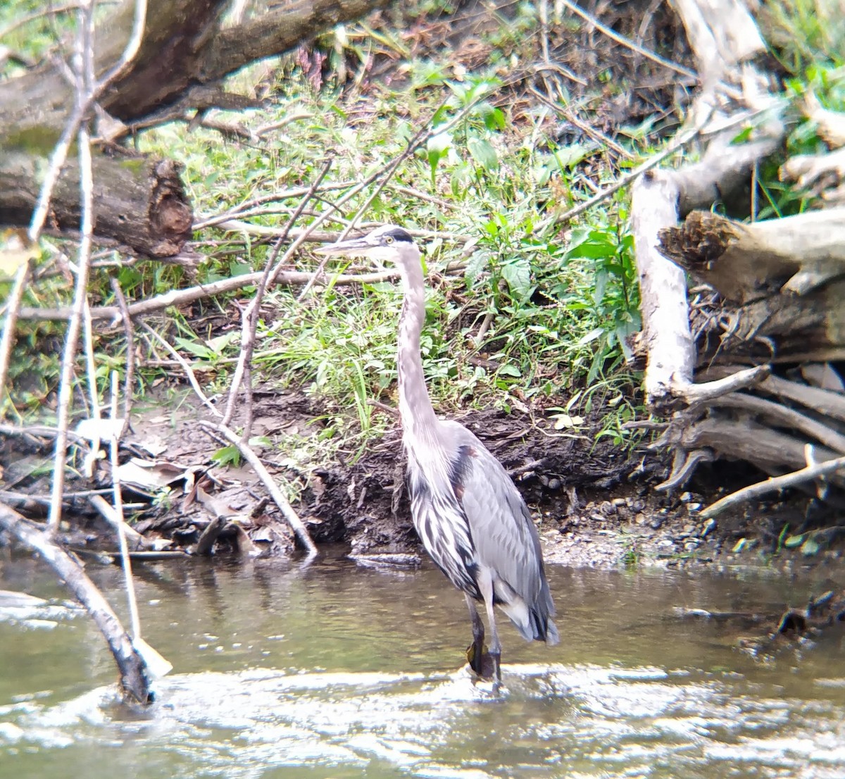 Great Blue Heron - ML624139038