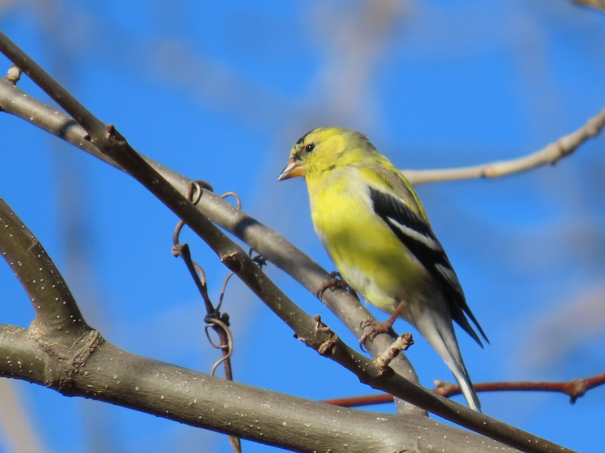 American Goldfinch - ML624139040