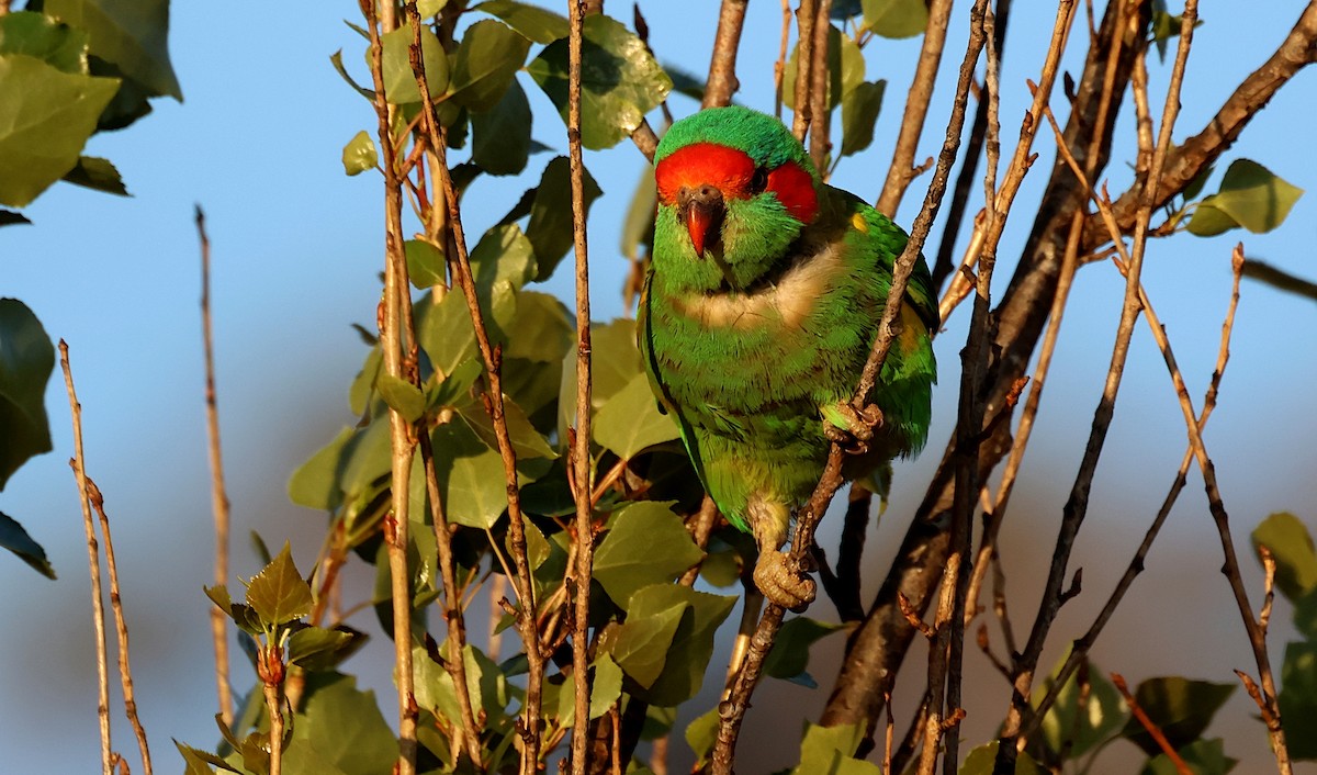 Musk Lorikeet - ML624139069