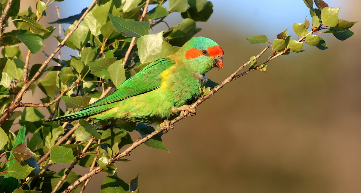 Musk Lorikeet - ML624139070