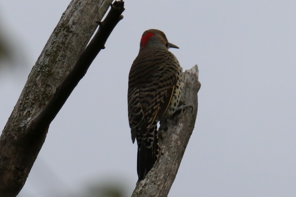 Northern Flicker - ML624139071