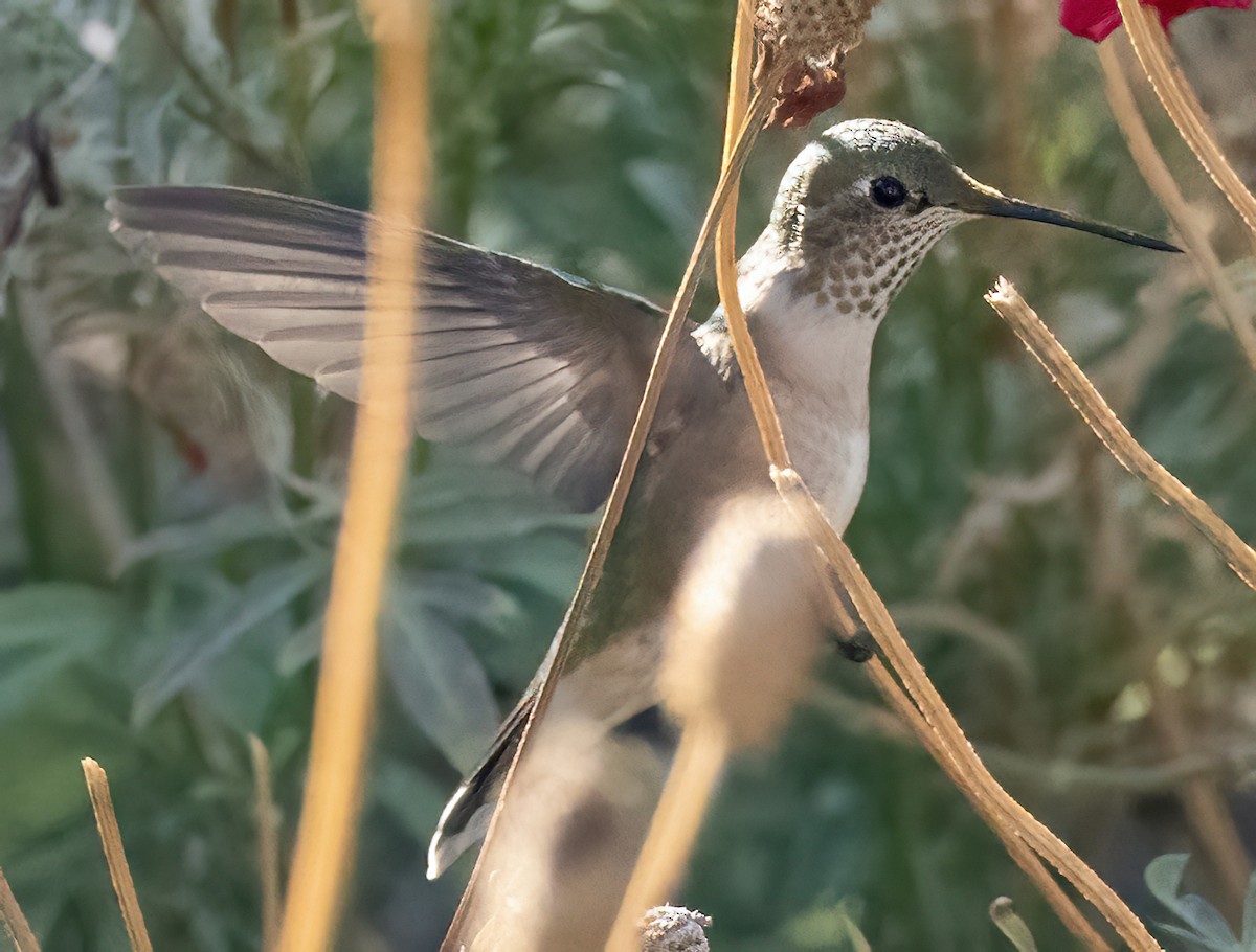 Broad-tailed Hummingbird - ML624139077