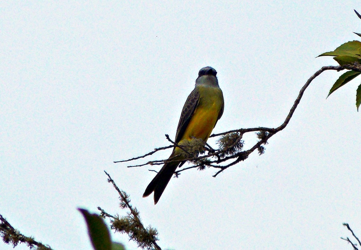 Tropical Kingbird - Arnaldo Silva