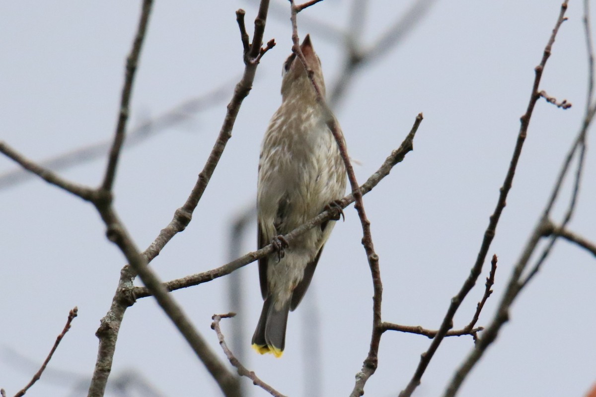 Cedar Waxwing - ML624139089