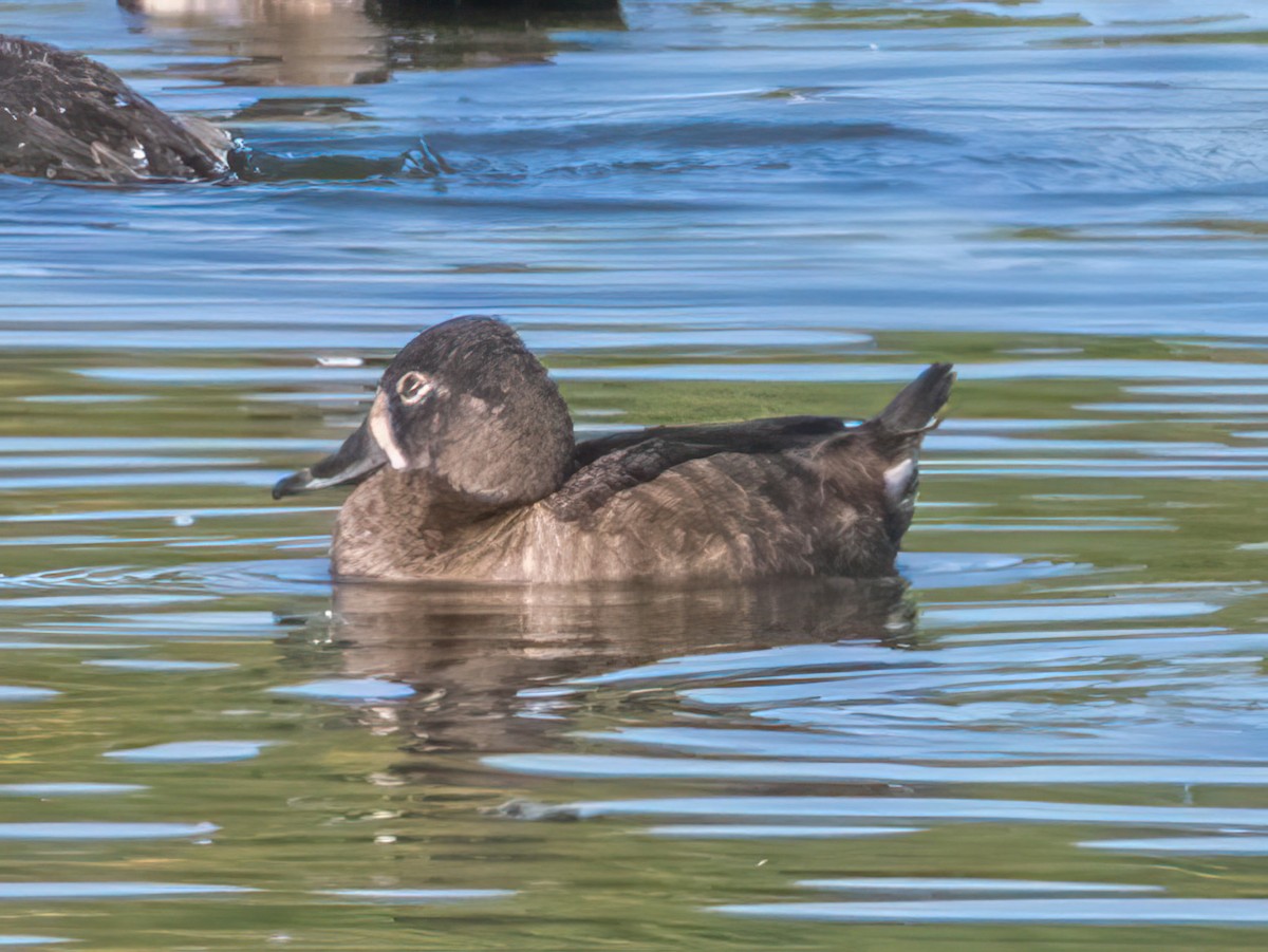 Ring-necked Duck - ML624139094