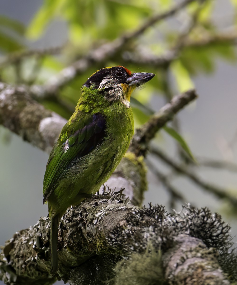 barbet žlutohrdlý - ML624139096