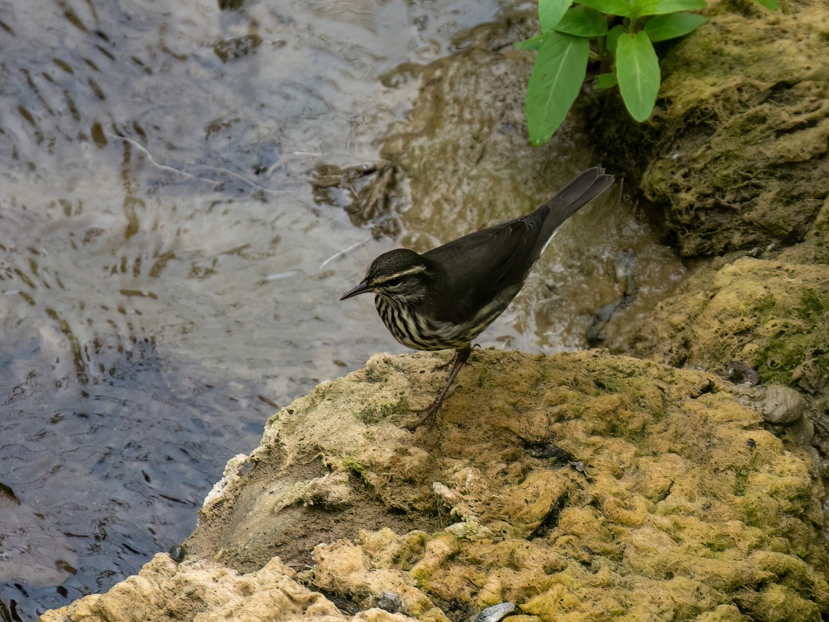 Northern Waterthrush - ML624139098