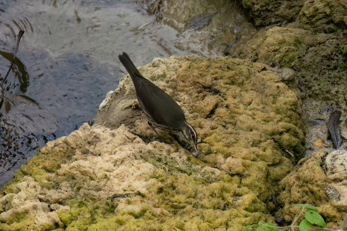 Northern Waterthrush - ML624139099