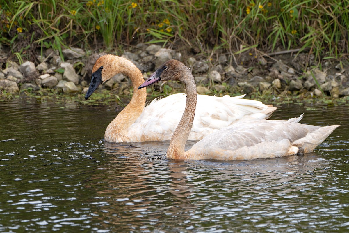 Trumpeter Swan - ML624139102