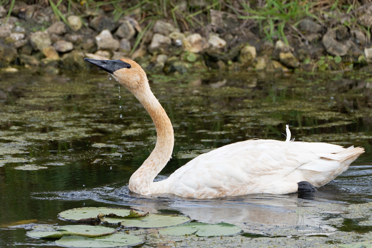 Trumpeter Swan - ML624139111