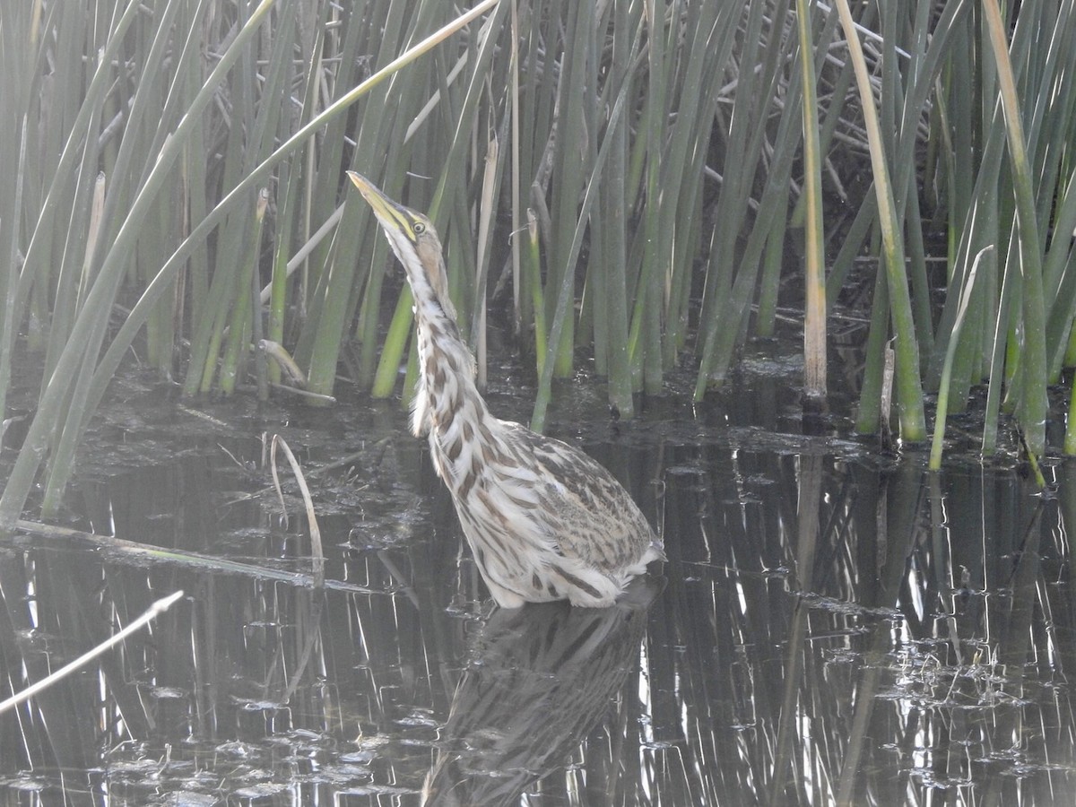 American Bittern - ML624139116