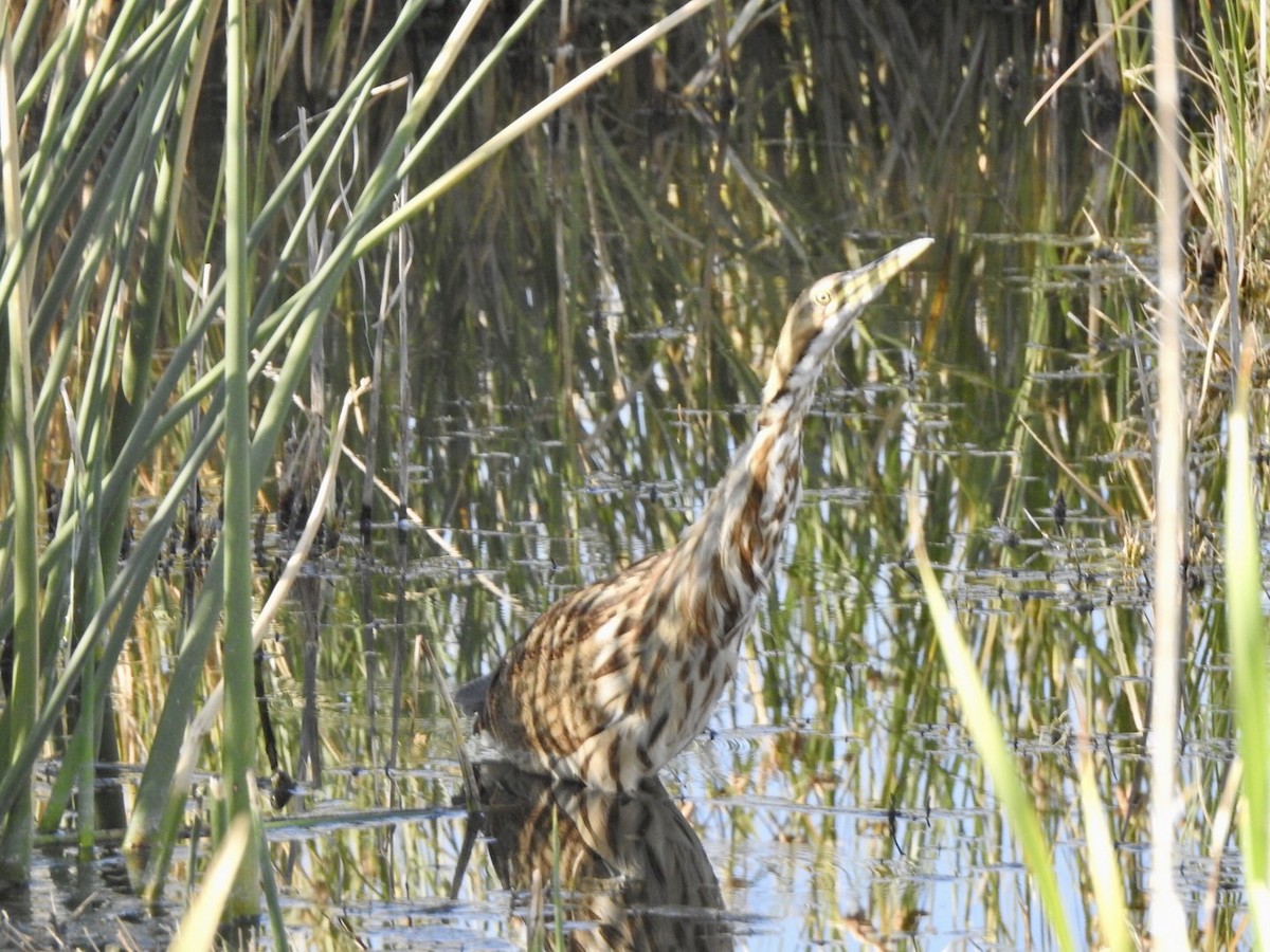 American Bittern - ML624139118