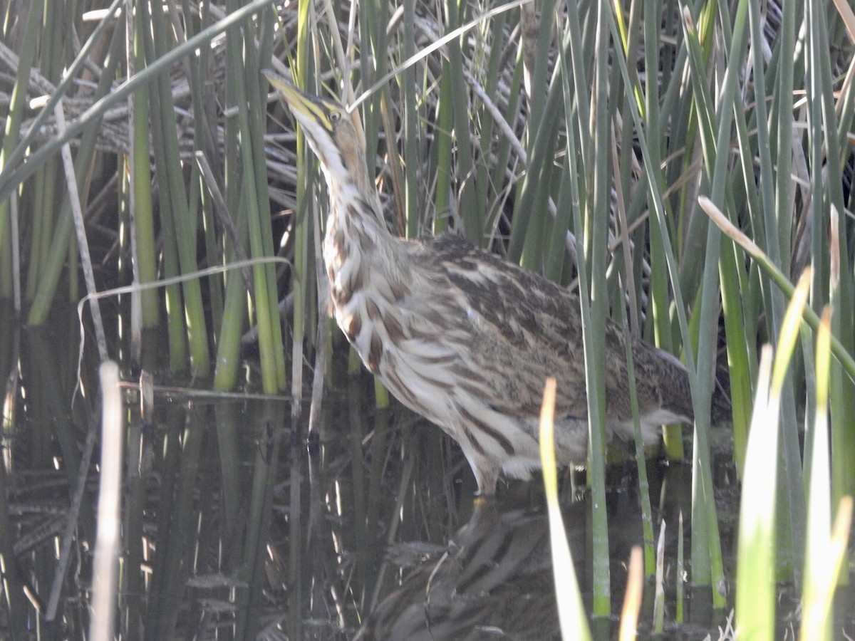 American Bittern - ML624139119