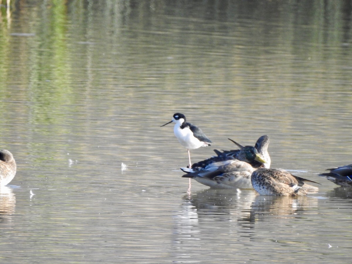 Black-necked Stilt - ML624139146