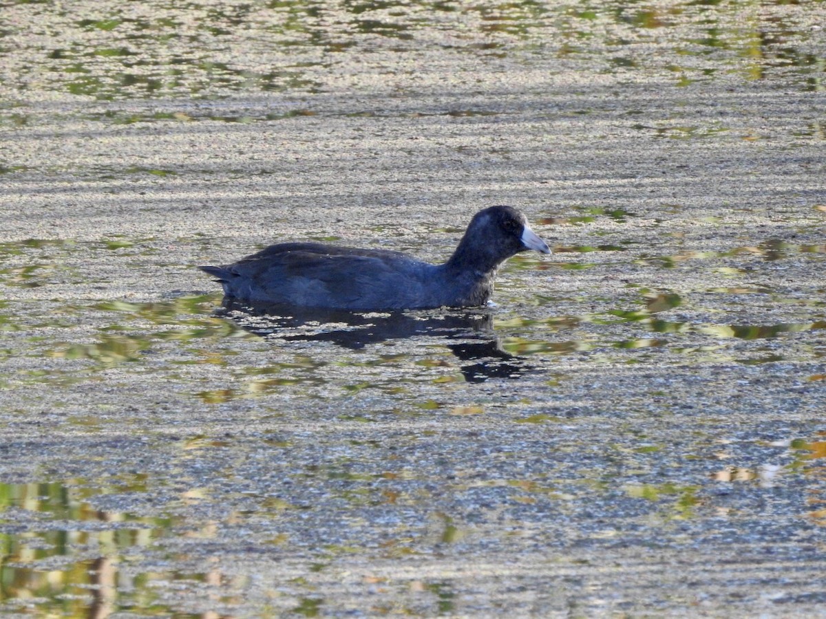 American Coot - ML624139149