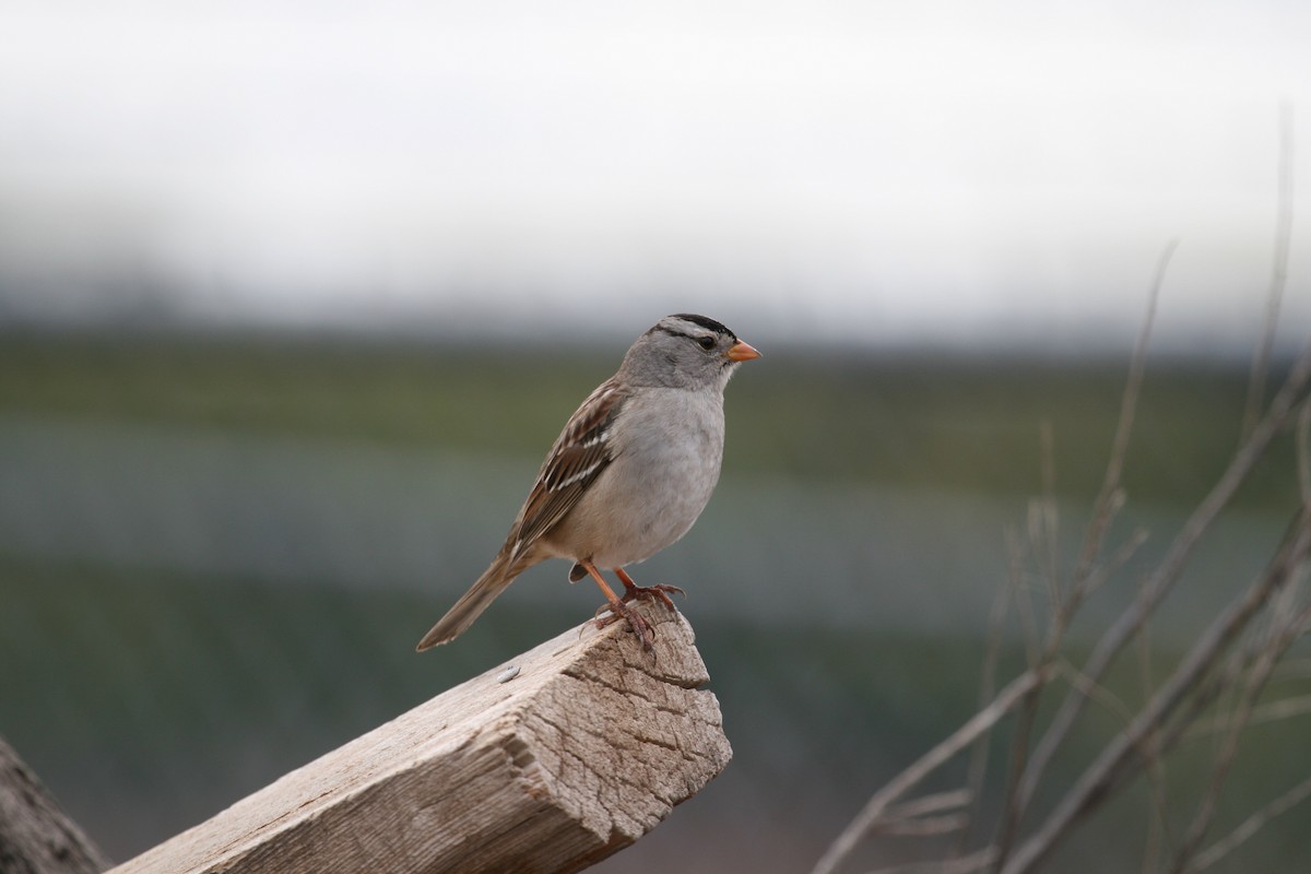 White-crowned Sparrow (Gambel's) - ML624139186