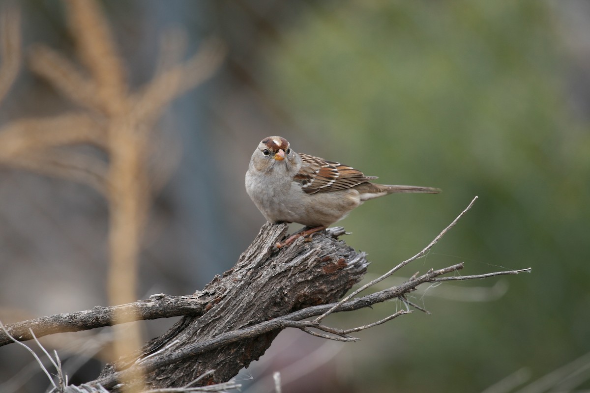White-crowned Sparrow (Gambel's) - ML624139187