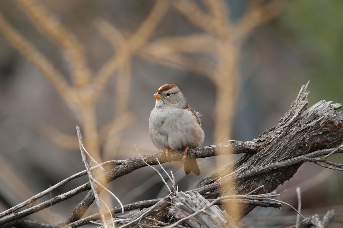 White-crowned Sparrow (Gambel's) - ML624139188