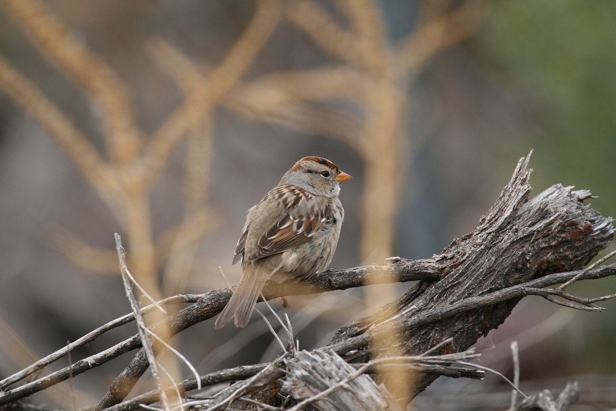 White-crowned Sparrow (Gambel's) - ML624139189