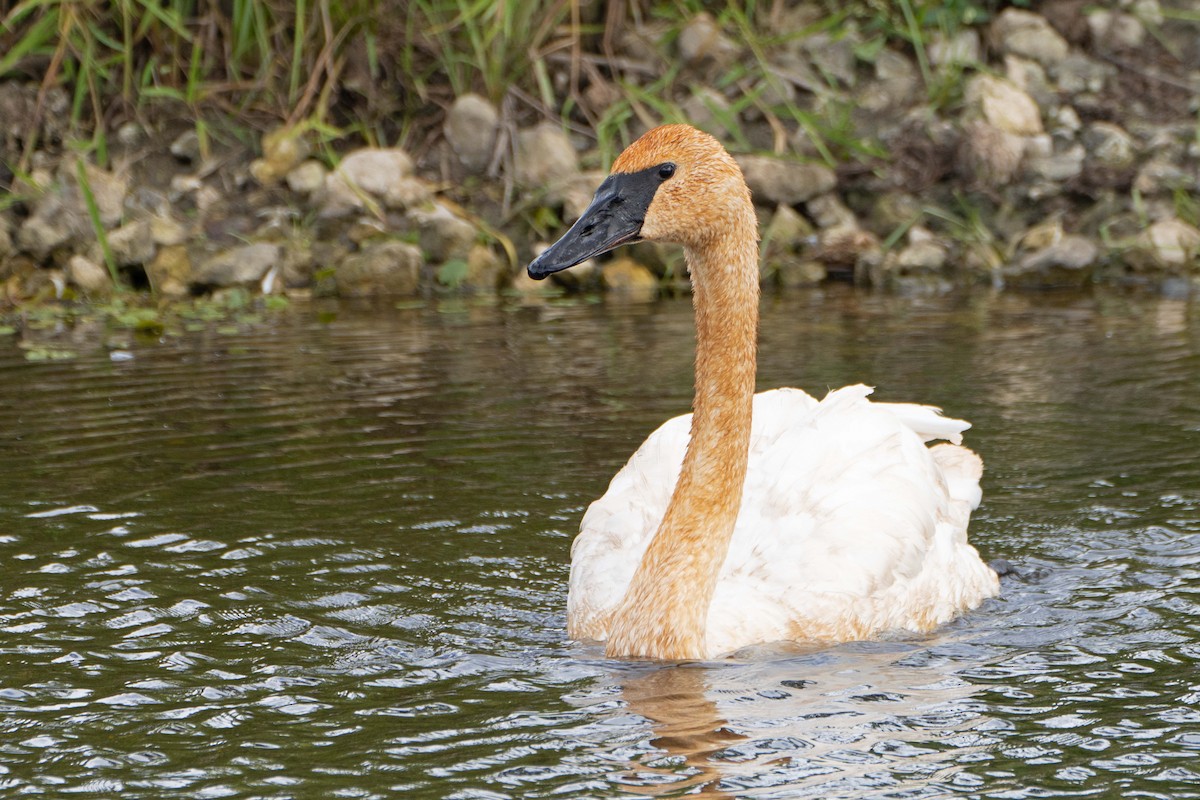 Trumpeter Swan - ML624139198