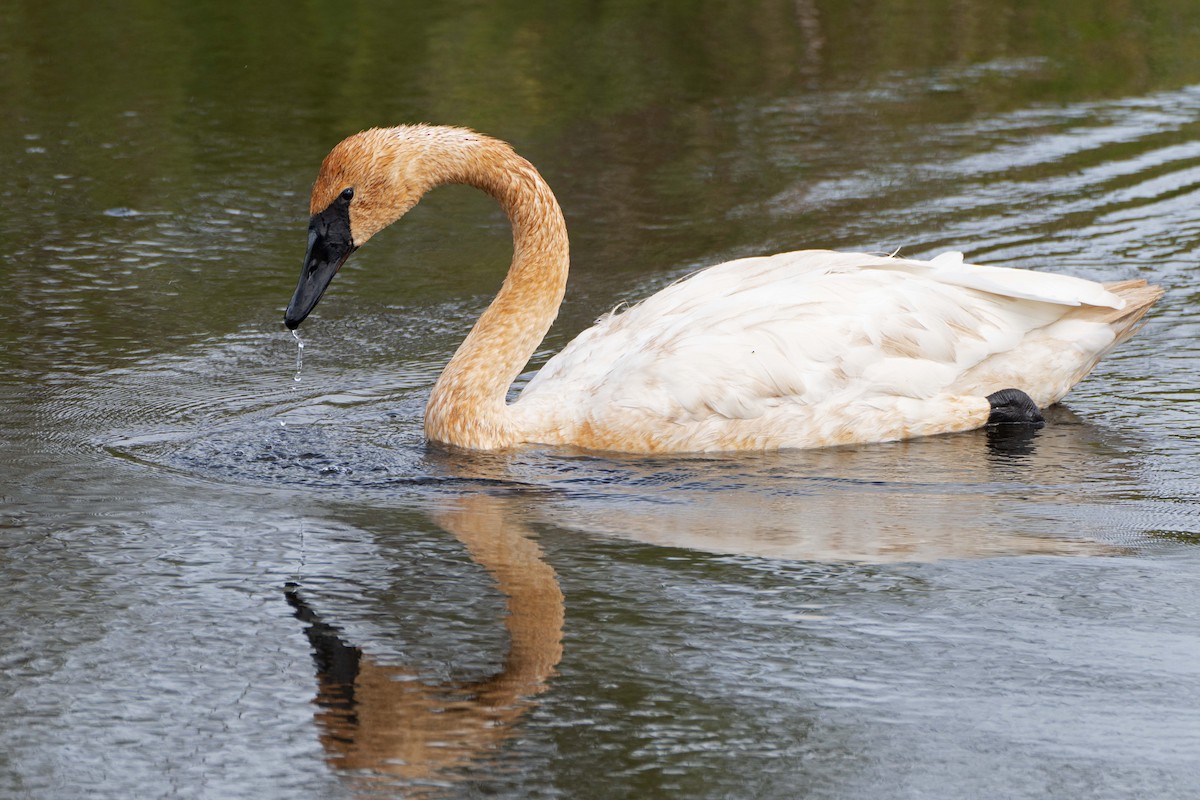 Trumpeter Swan - ML624139212